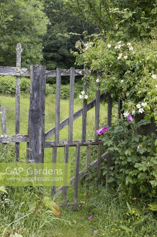 A rustic, wooden, deer proof fence and gate with field and trees beyond. A rose scrambles over the side of the gate. Summer. June. 