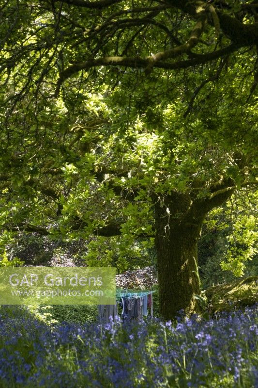 Washing hangs on a rotary clothes line underneath an oak tree in spring with bluebells, Hyacinthoides non-scripta,  in the foreground. Dartmoor garden. May.  