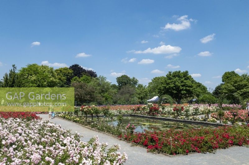 Essen North Rhine-Westphalia Nordrhein-Westfalen Germany
Grugapark Rosarium rose gardens on a summers day with blue skies. 
