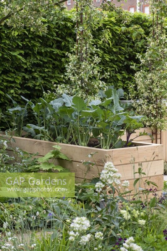 A wooden raised bed planted with Kohl rabi. Behind, star jasmine trained up supports and a hornbeam hedge.