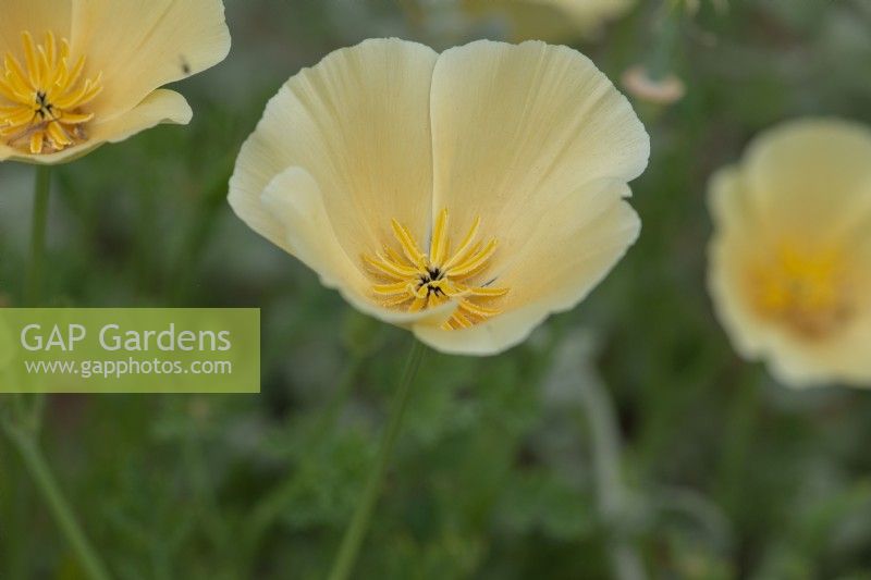 Eschscholzia californica 'Alba', Californian poppy, a short lived perennial with pale cream flowers fading to white, flowering from May.