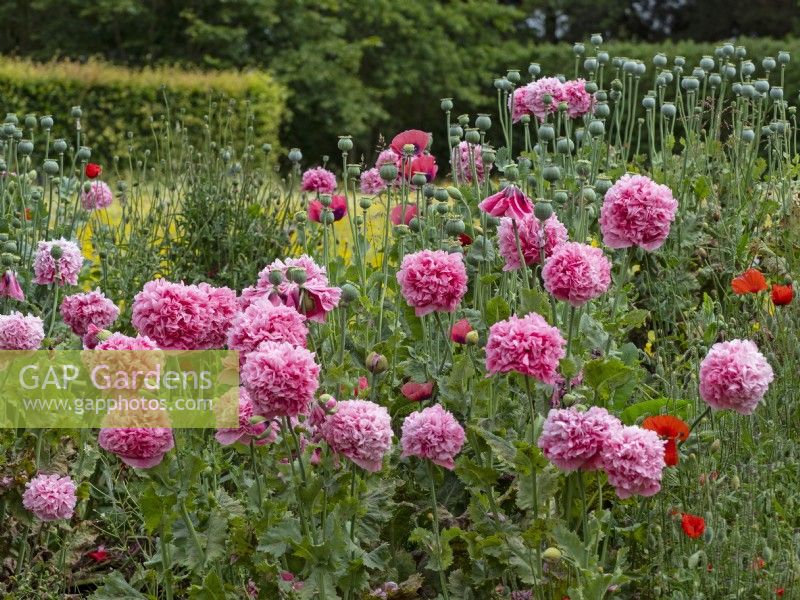Papaver somniferum-double pink opium poppy   June Summer