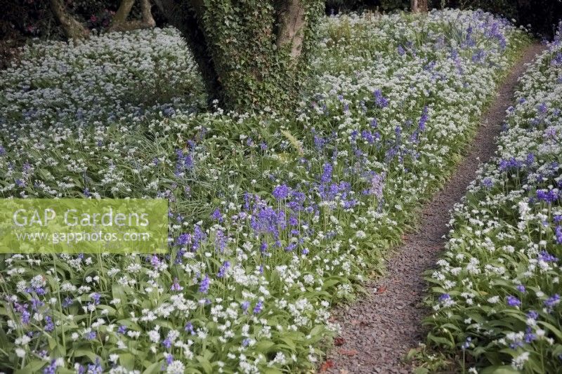 Bluebells - Hyacinthoides and Wild Garlic - Allium ursinum in Marwood Hill Gardens, North Devon
