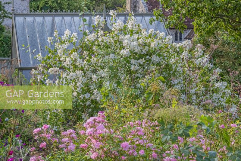 Philadelphus lemoinei 'Belle Etoile' flowering with Rosa 'The Fairy' in an informal country cottage garden in Summer - June