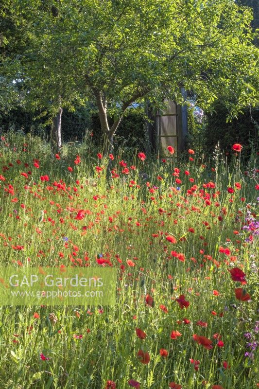 Wild meadow of Papaver rhoeas in orchard