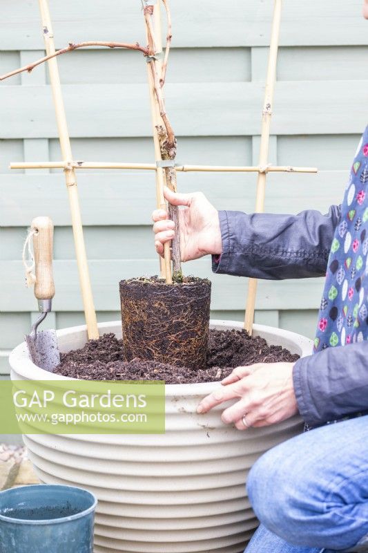 Woman planting Vitis 'Lakemont' Grapevine in the container