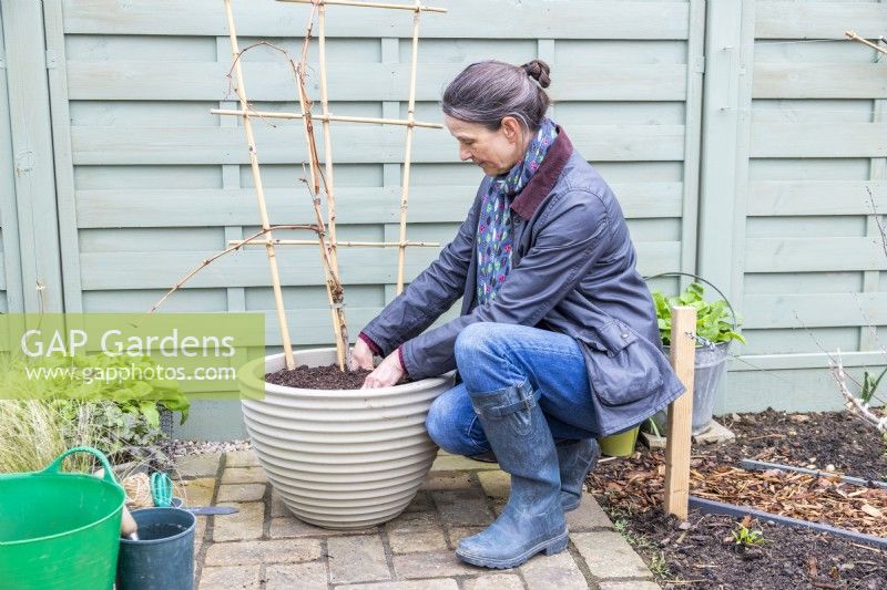 Woman firming in compost around the grapevine