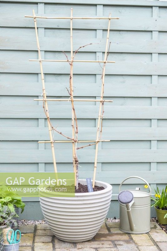 Vitis 'Lakemont' Grapevine planted in large container with bamboo trellis as support