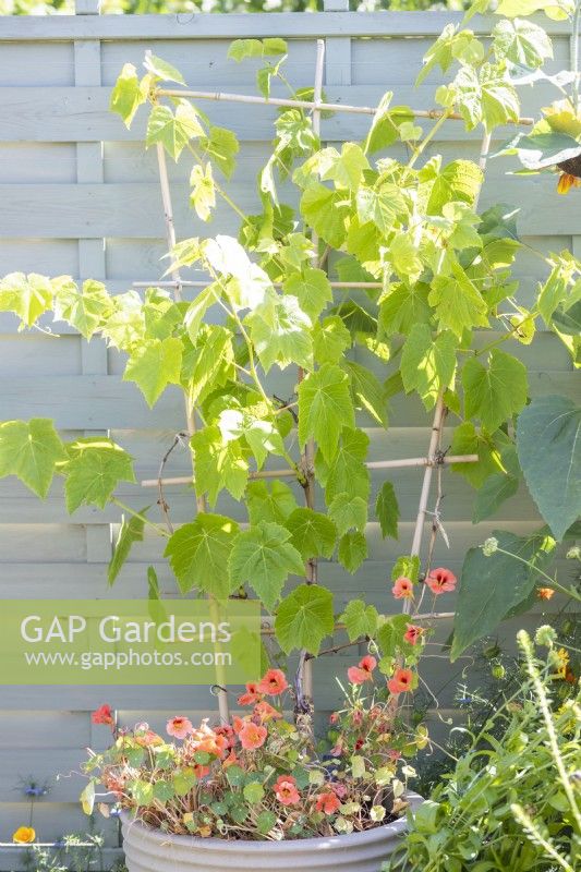 Vitis 'Lakemont' Grapevine underplanted with Tropaeolum 'Salmon Baby' in large container with bamboo trellis as support