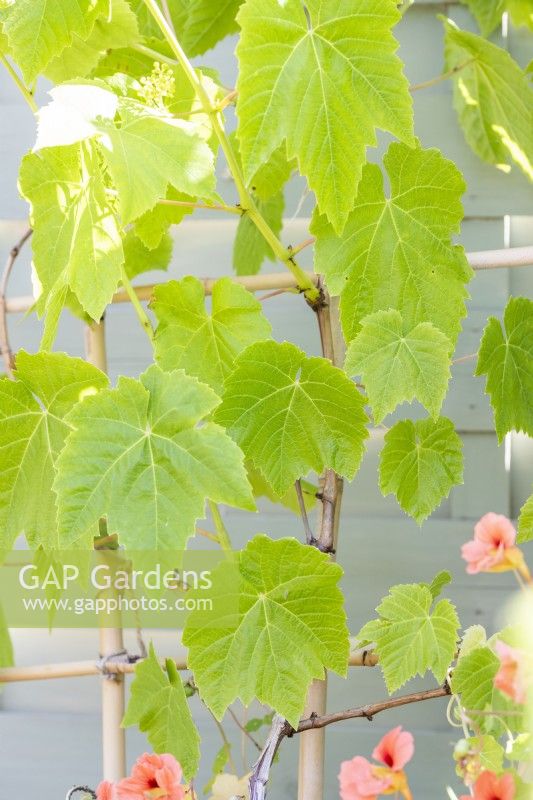 Vitis 'Lakemont' Grapevine planted in large container with bamboo trellis as support