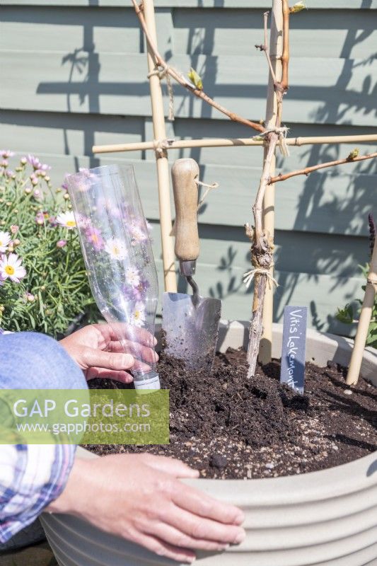 Woman placing bottle upside down in container planted with grapevine
