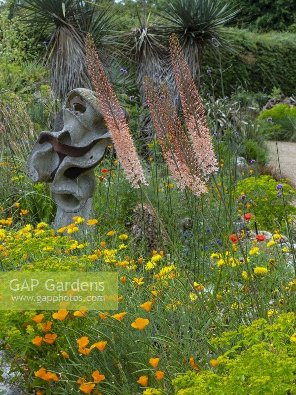 The Dry garden at East Ruston Old Vicarage, Norfolk with  Eschscholtzia californica