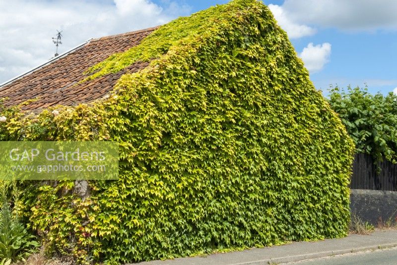 Parthenocissus tricuspidata - Japanese Creeper covering gable end of building and part of roof - Open Gardens Day, Snape, Suffolk