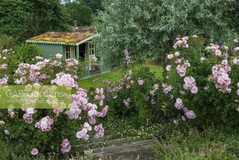 Steps leading down to lower lawn and living roofed summerhouse, flanked by Rosa 'Bonica 82'  bushes and a Pyrus salicifolia pendula tree - Open Gardens Day, Tuddenham, Suffolk