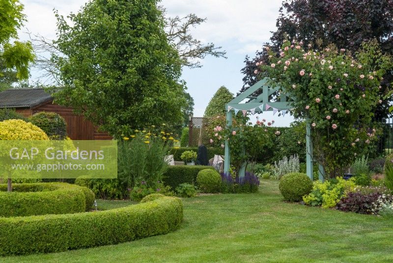 Clipped Buxus hedging and balls with perennial planting of borders, pink Roses on arch and mature trees - Open Gardens Day, Tuddenham, Suffolk