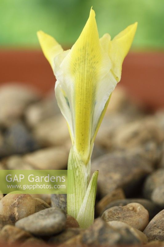 Iris  'North Star'  Reticulata  Flower half open growing in gravel  February