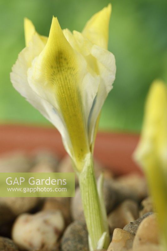 Iris  'North Star'  Reticulata  Flower half open growing in gravel  February