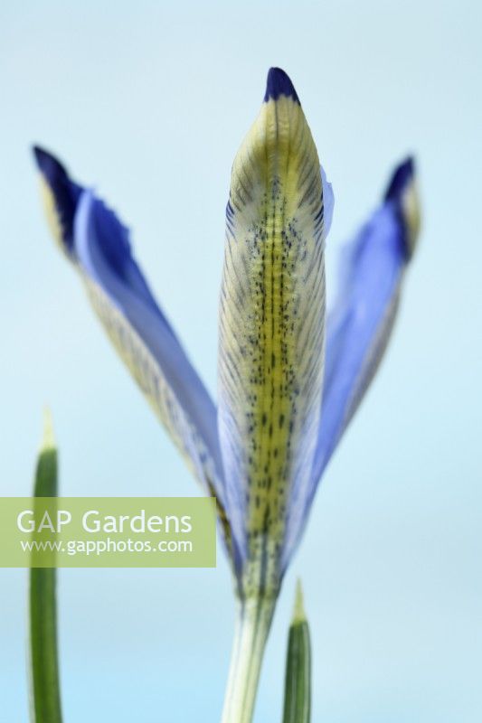 Iris  'Clairette'  Reticulata   New flower opening  March