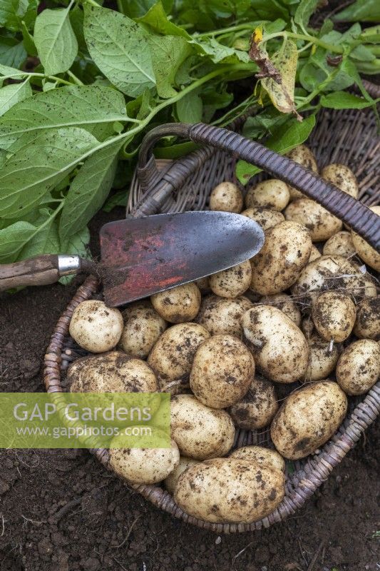 Solanum tuberosum - Harvesting second early potatoes in a trug 