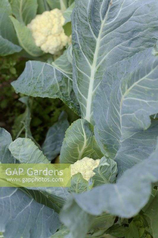 Brassica oleracea Botrytis Group 'Candid Charm' cauliflower sown 17 February harvested July 10