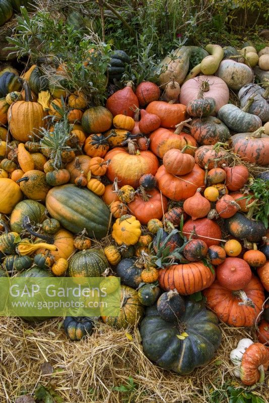Mixed varieties of harvested Pumpkins, Squashes and Gourds