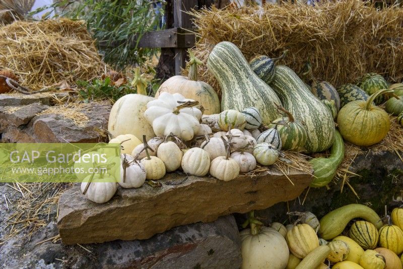 Mixed varieties of white colour harvested Pumpkins and Squashes