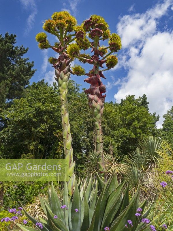Agave montana in flower  after flowering the  plant dies. Rare in the UK.