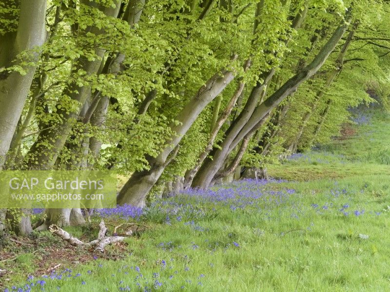 Hyacinthoides non-scripta - English Bluebells with beeech trees