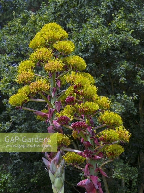 Agave montana  flowering. After flowering the  plant dies. Rare plant in UK. July Summer