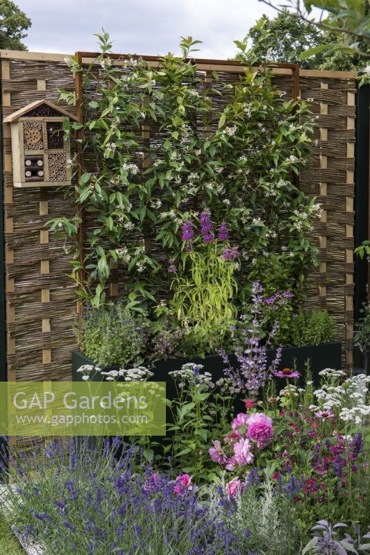 A willow and hazel fencing screen supports fragrant star jasmine, Trachelospermum jasminoides, which grows in a tall planter with herbs. Planted in the bed below are roses and herbaceous perennials.
