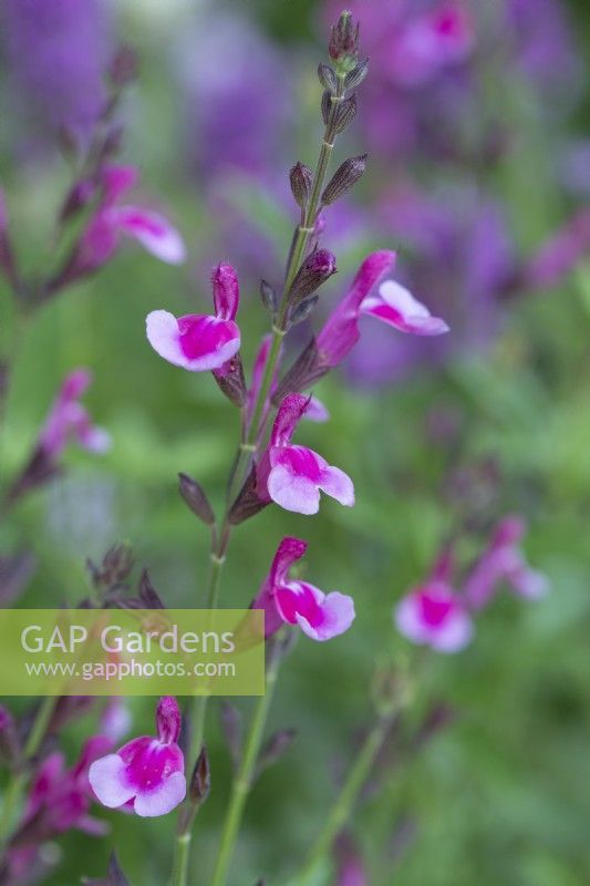 Salvia greggii 'Icing Sugar', a shrubby salvia with aromatic leaves and spikes of two-tone, dark and light pink flowers.