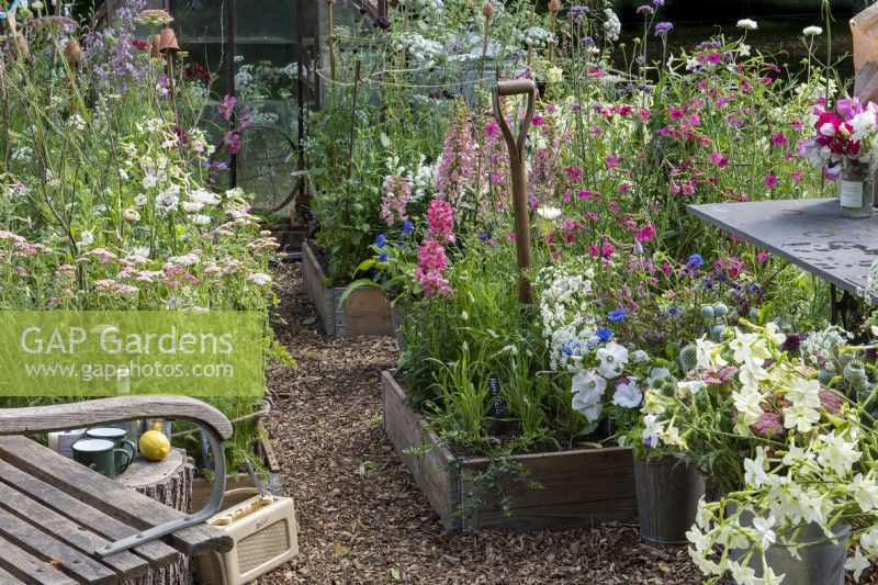 A cutting patch with raised beds planted with flowers such as snapdragons, foxgloves, cosmos, Baltic parsley, sweet peas,  achillea and nicotiana.