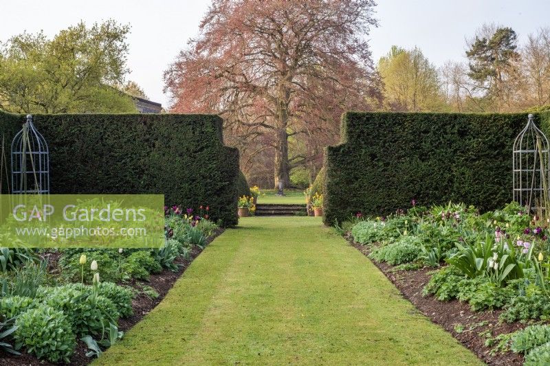 Double borders with tulips and perennials with double hedges of Taxus bachata with central grass path leading on to large Fagus 