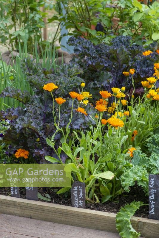 A small vegetable plot is planted with rows of Calendula officinalis 'Art Shades' marigolds, and scarlet kale.