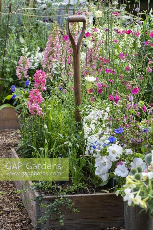 In a cutting garden, a raised bed of pink snapdragons, foxgloves and nicotiana.