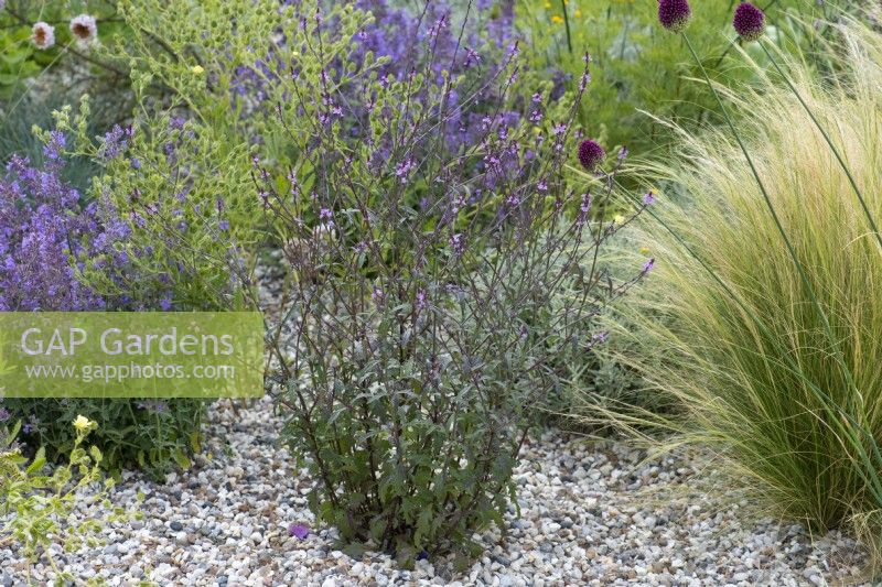 A clump of Verbena officinalis var. grandiflora 'Bampton', vervain, in a shingle area between catmint, Mexican feather grass and alliums. 