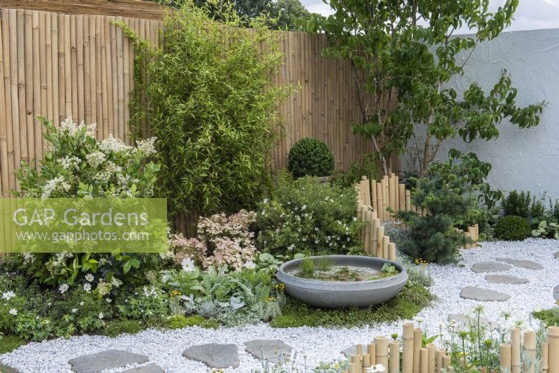 An oriental themed courtyard with an undulating bamboo fence separating a small pine and cistus, creating a backdrop for a stone Lotus Bowl planted with aquatics, that rests beside a winding stone chip path with stepping stones.