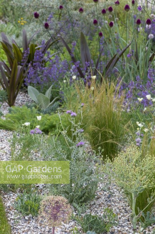 In a shingle area, a clump of Galactites tomentosa stands amongst Mexican feather grass, catmint, allium and Crambe maritima, sea kale.