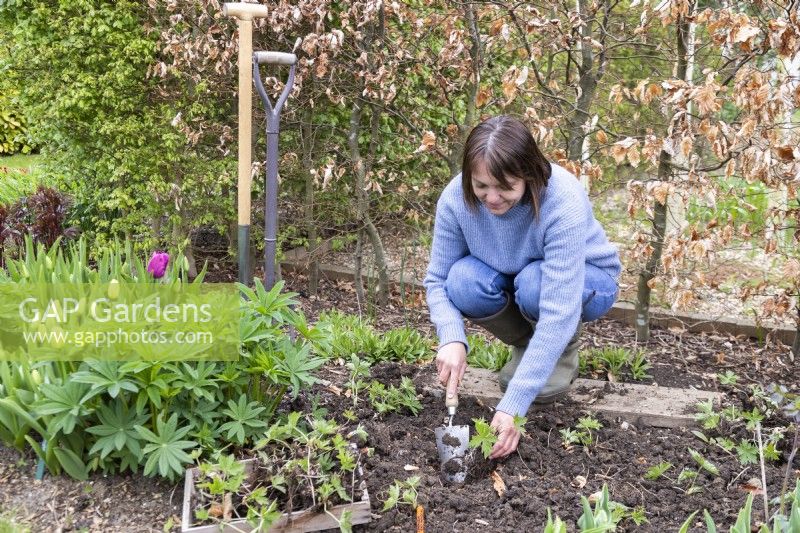 Woman planting split Geranium tubers