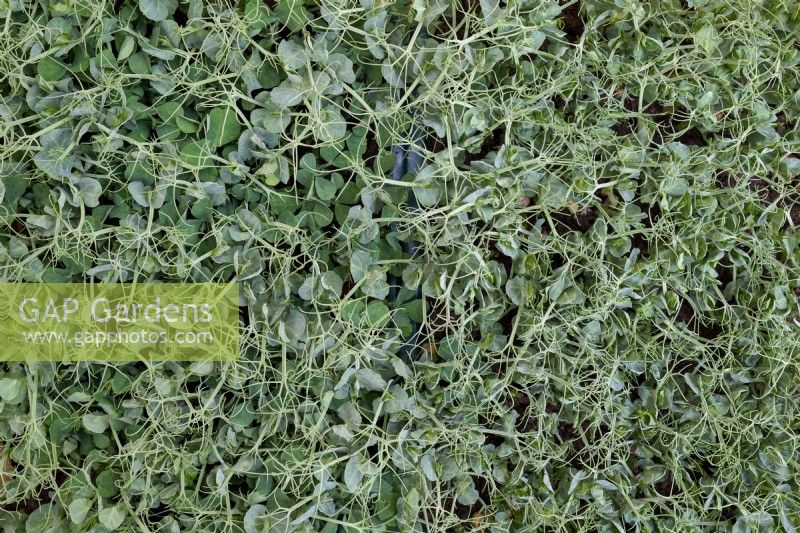 Pisum sativum - Pea shoots