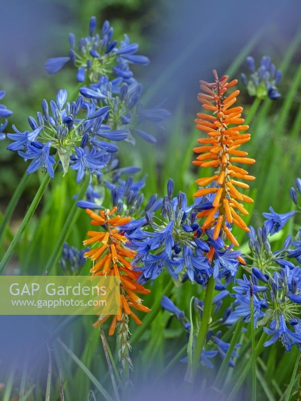 Kniphofia 'Incandescence' and Agapanthus Brilliant Blue   July Summer