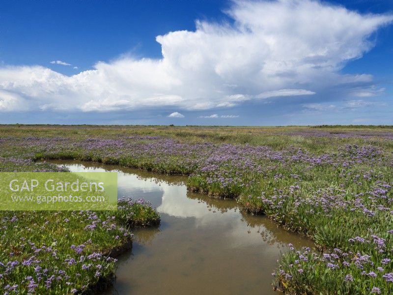 Limonium vulgare Common sea lavender on salt marshes North Norfolk coast