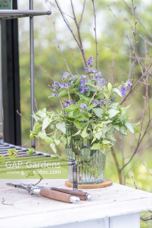 Nepeta and lamium in glass vase on table