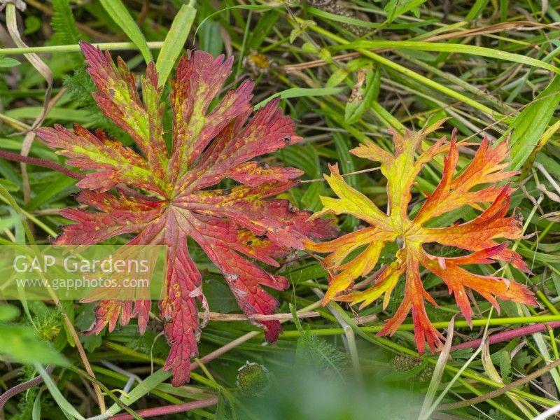 Geranium pratense - Meadow Cranesbill leaves  July Summer