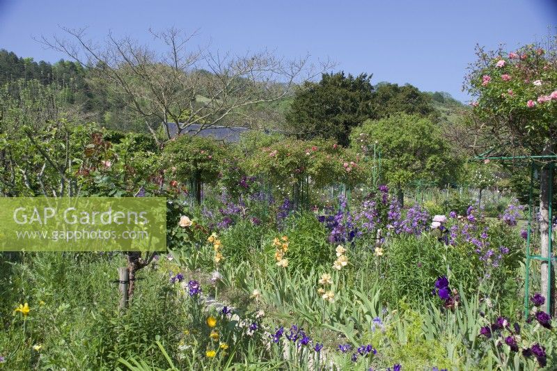 Giverny, France - Monet's Garden - Mixed Borders -  May 2023