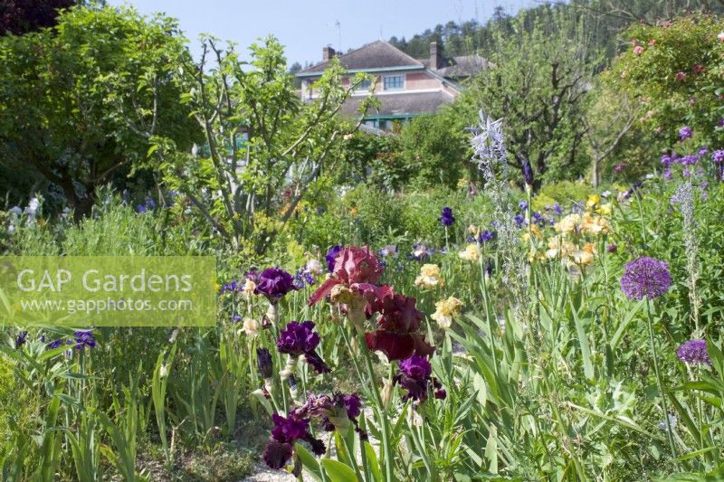Giverny, France - Monet's Garden - View to the House with irises in the foreground- May 2023