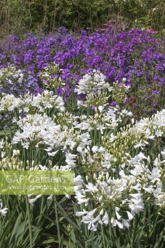 Summer border planted with agapanthus 'arctic star' and phlox paniculata 'blue evening'