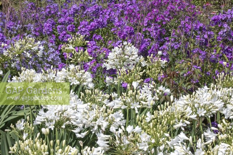 Summer border planted with Agapanthus 'Arctic Star' and Phlox paniculata 'Blue Evening'