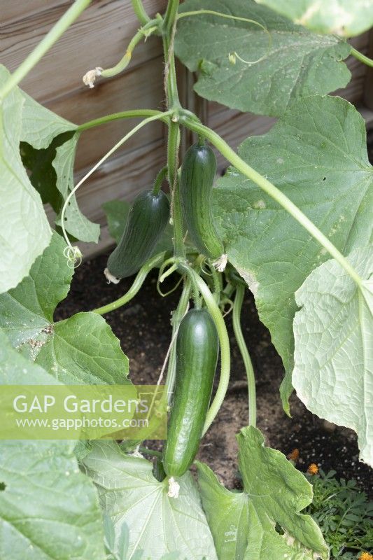 Cucumber 'Socrates' growing in a greenhouse 