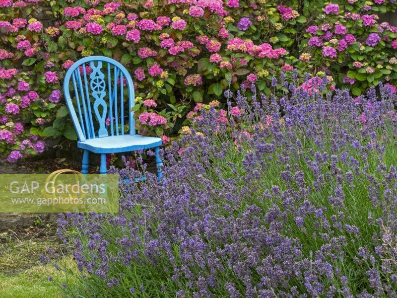 Lavandula angustifolia Lavender and Hydrangeas summer July